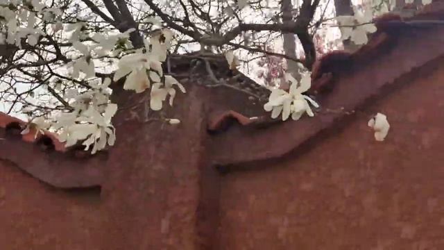 В Одессе зацвели магнолии, магия красоты. Елена Тяжева. Мир Универсологии