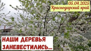 Краснодарский край(05.04.2025). Наш сад в цвету. Дожди не уходят. Битва с травой.
