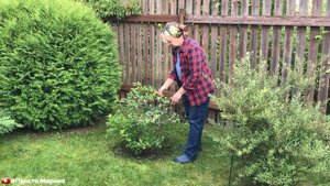 Голубика садовая. Какая у меня в саду растет голубика.