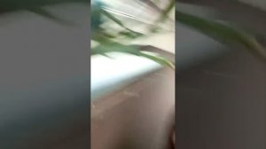 лпчлпбрчдра
