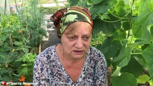 Огурцы. Чем подкармливать, когда и как в течение сезона.