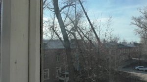 Пилять тополя