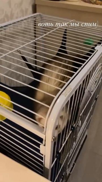 #хорьки смотреть онлайн