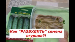 Как получить очень быстрые всходы семян огурцов #овощи #советы #рассада # огурцы