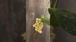 Хойя цистианта сплеш. Капризная красавица. Цветение. Hoya cystiantha splash.