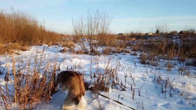 ТОП. Топ 5 пород собак