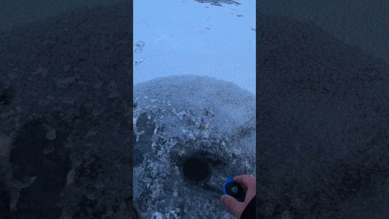 Долгожданная поклёвка #рыбалка #зимняярыбалка #shorts смотреть онлайн