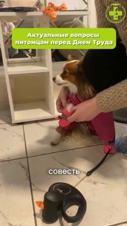 Не смущает