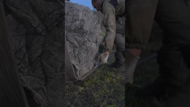 Питомник Ярус активно копает растения и вывозит с полей.Я вам покажу маленький момент тяжелого труд