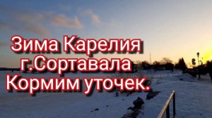 Зима Карелия г.Сортавала Кормим уточек.#Карелия #сортавала #животные