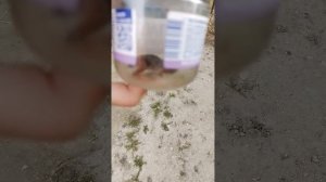 бой тарантула и капустянки