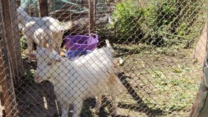 маленькие козлята в деревне, жизнь в деревне