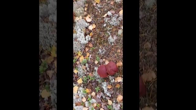 Вот такие белые грибочки))) смотреть онлайн