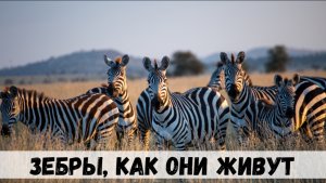 Зебры удивительные животные Африки