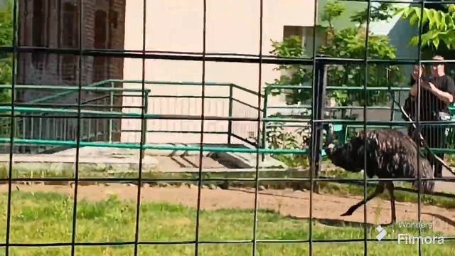 1 Часть про зоопарк «Роев ручей»! смотреть онлайн