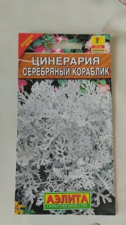 Сеем цинерарию
