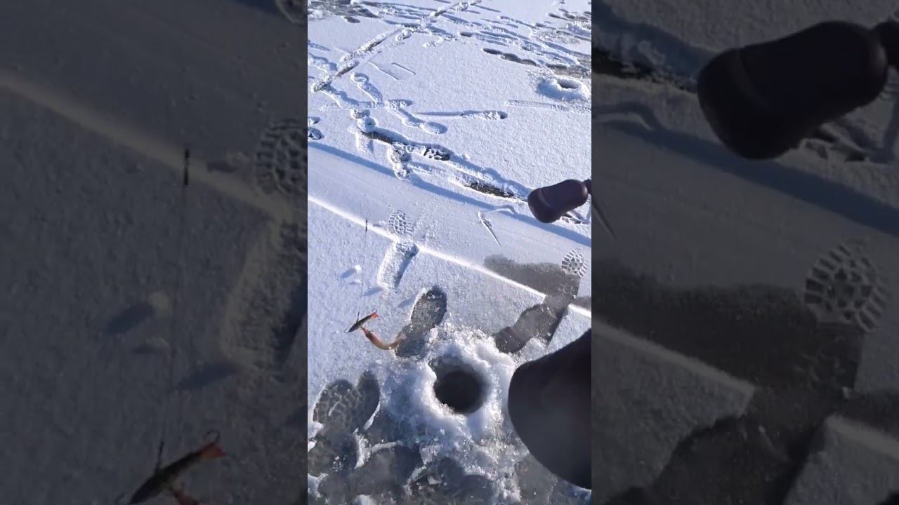 Karismax Vertical Jigger #рыбалка #зимняярыбалка #shorts смотреть онлайн