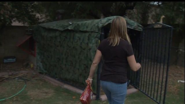 How to raise healthy backyard chickens and get their food for free! смотреть онлайн