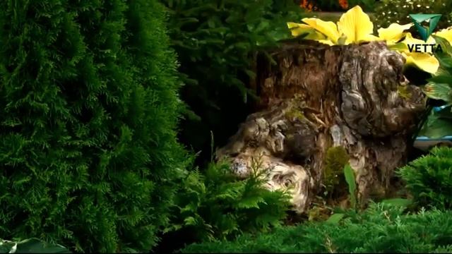 Дачные истории: В гостях у семьи Рукавишниковых смотреть онлайн