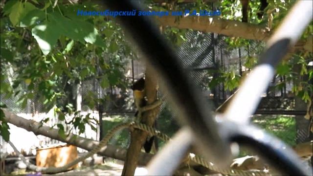 Милая домашняя кошечка воспитывает харзят 19.07.2021