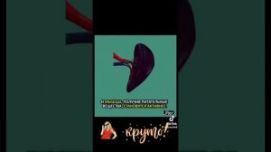 Каждый орган человека активизируются 2 определенных часа в сутки по китайской медицине