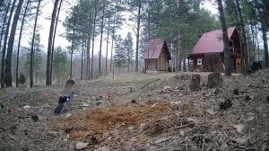 как поёт сойка