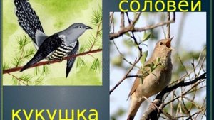 Пение соловья. Дуэт с кукушкой