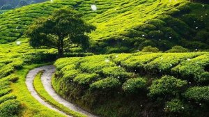 Цветы красиво распускаются под музыку! Сборник ЛУЧШИХ Мелодий от которых мурашки по телу #54