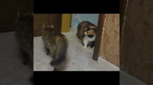 12. Анимация в один клик ГОТОВО