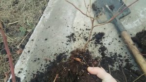 Голубика сорт Норт Кантри купил,посадил в июне в марте размножил 5 саженцев 2:03:2024г.