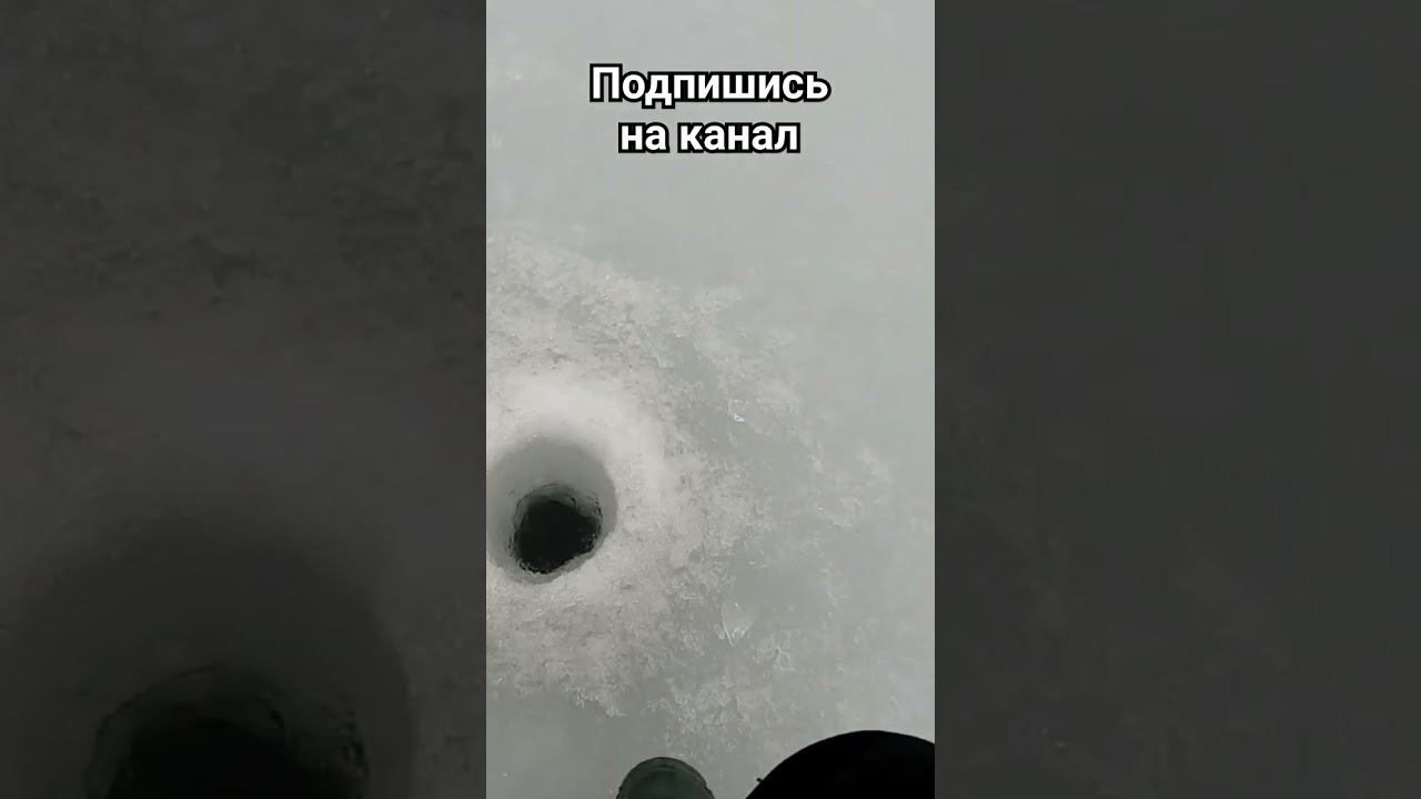 Такой вот "прилов" #плотвазимой #рыбалка #окуньзимой #shorts #зимняяловлярыбы