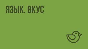 Язык. Вкус. Видеоурок по окружающему миру 4  класс