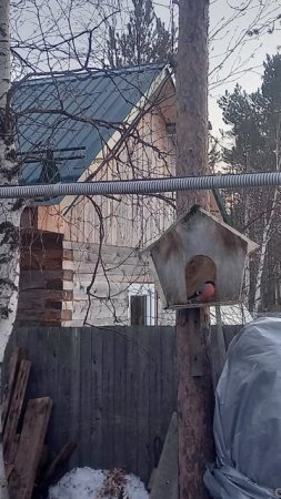Снегири