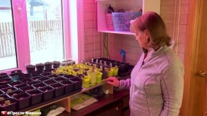 Защита рассады. Профилактика.