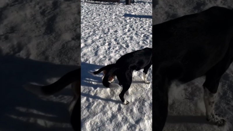Весеннее настроение ☀️ игривых песиков