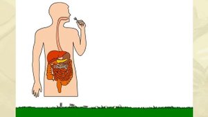 Жизненный цикл бычьего цепня  Биология для школьников