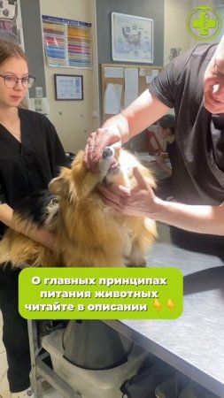 Ветеринары разрешают кормить со стола