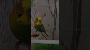 новый дом Нюши