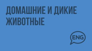 Домашние и дикие животные. Видеоурок по английскому языку 3 класс