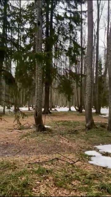 Утро в весеннем лесу.🩷Шеморданский лес
