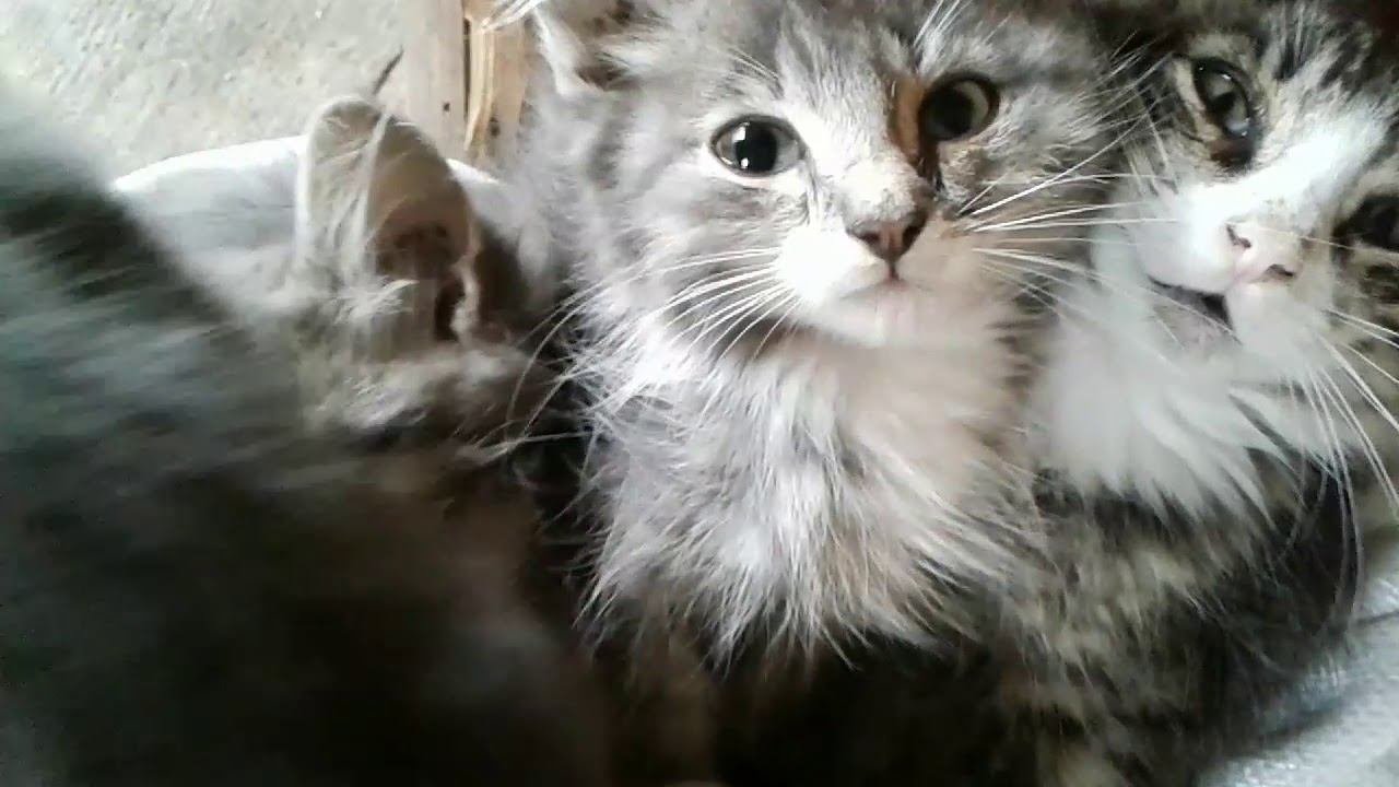 Котята всегда вместе. #котята #моипитомцы #kittens #mypet #моипитомцы