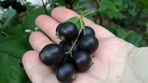 Выращивание чёрной смородины. #смородина #сборягод #выращивание #currant #berry #growing