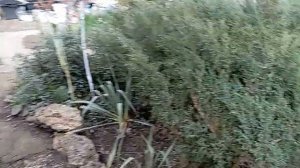 Огонь из ветвей сада Универсолиса есть возвращение в нашу пищу энергии заботы подаренной ранее саду