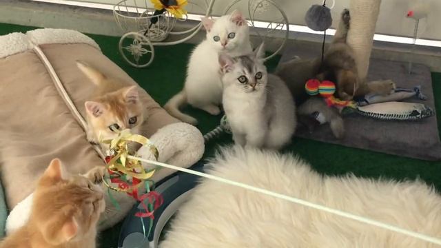 🌞🐱☀️РЕЛАКС С КОТЯТАМИ🙀🐱😻ЗОЛОТАЯ ШИНШИЛЛА👑