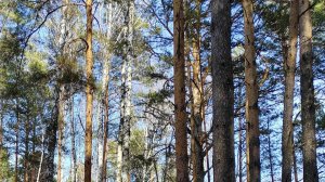 ГОЛОС ПРОРОКА в прямом эфире / Дух Святой 🔥