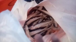 #Буссе #Рыбалка-САХАЛИН# КОРЮШКА, УДАЧА СЕГОДНЯ НА НАШЕЙ СТОРОНЕ