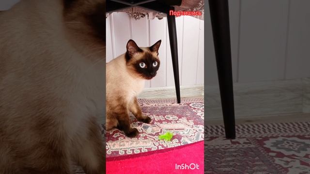 ✨Секрет💖красоты🐱 от😂 Ладушки‼️ #кошки #смешныекоты #тайская кошка