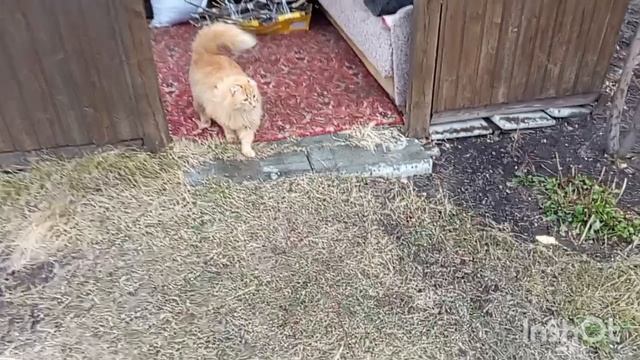 архивное видео смотреть онлайн