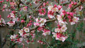 Айва японская