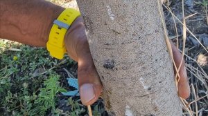 3 agosto 2024 (3 años 4º verdor)